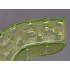 Perforated Disposable Impression Trays (Partial- PA/PB) - 12/bag